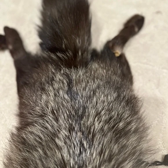 Vintage Fur animal cape/shawl - Picture 8 of 10